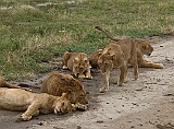 A family of eight lions